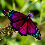 Butterfly Wings