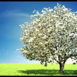 Money Tree Abundance