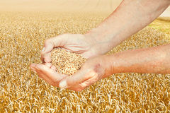 seeds-of-numberology-1-year