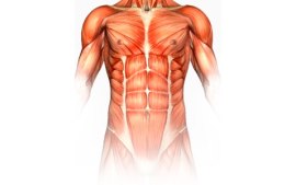 Core Muscles Lessons